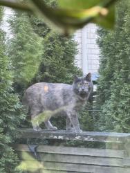 Found/Stray Unknown Cat last seen 15th Ave E and Harrison , Seattle, WA 98112