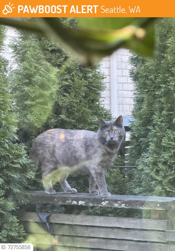 Found/Stray Unknown Cat last seen 15th Ave E and Harrison , Seattle, WA 98112