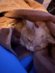 Found/Stray Unknown Cat last seen Villa Ridge and High Range, Las Vegas, NV 89134