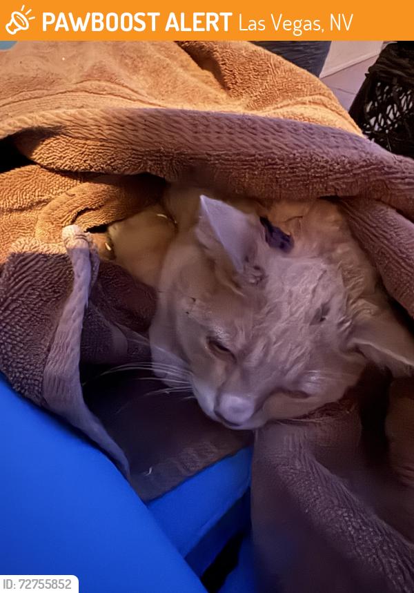 Found/Stray Unknown Cat last seen Villa Ridge and High Range, Las Vegas, NV 89134