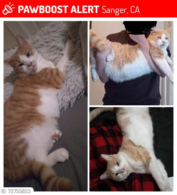 Lost Male Cat last seen Near O st Sanger CA. 10th and O st., Sanger, CA 93657
