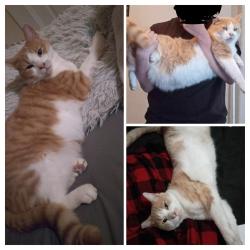 Lost Male Cat last seen Near O st Sanger CA. 10th and O st., Sanger, CA 93657