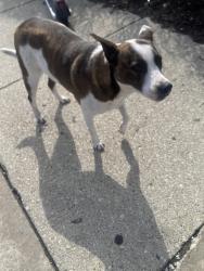 Found/Stray Male Dog last seen Food for thought less, Chicago, IL 60641