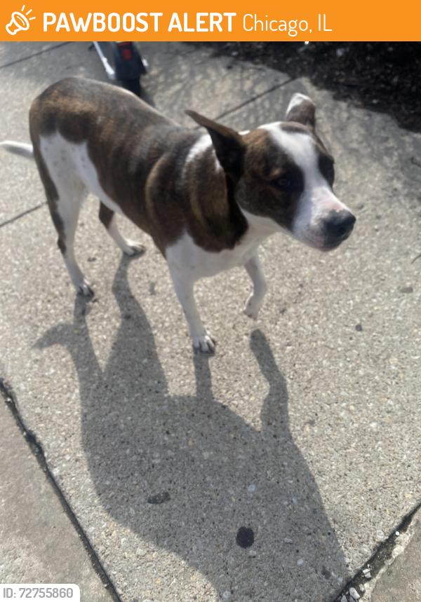 Found/Stray Male Dog last seen Food for thought less, Chicago, IL 60641
