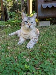 Lost Female Cat last seen N Kerby Ave & N Simpson St., Portland, OR 97217