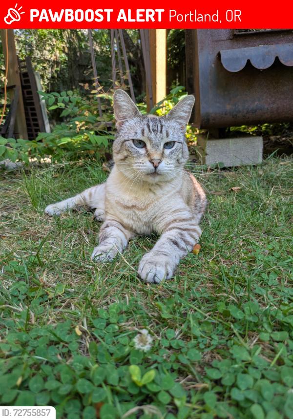 Lost Female Cat last seen N Kerby Ave & N Simpson St., Portland, OR 97217