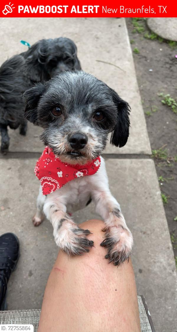 Lost Male Dog last seen Bucc-ee’s, New Braunfels, TX 78130