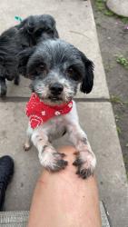 Lost Male Dog last seen Bucc-ee’s, New Braunfels, TX 78130