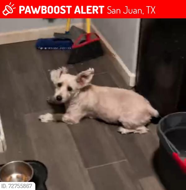 Lost Female Dog last seen Hidalgo County Precinct 2 Hike & Bike Trail, San Juan, TX 78589