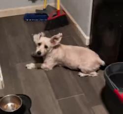 Lost Female Dog last seen Hidalgo County Precinct 2 Hike & Bike Trail, San Juan, TX 78589
