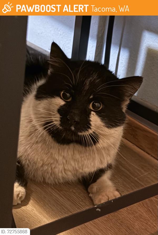 Found/Stray Unknown Cat last seen Near S Fife Street, Tacoma, WA 98409