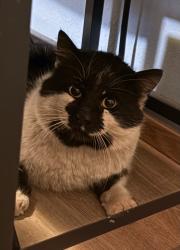 Found/Stray Unknown Cat last seen Near S Fife Street, Tacoma, WA 98409