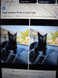Lost Male Cat last seen Linwood ave, Naples, FL 34112
