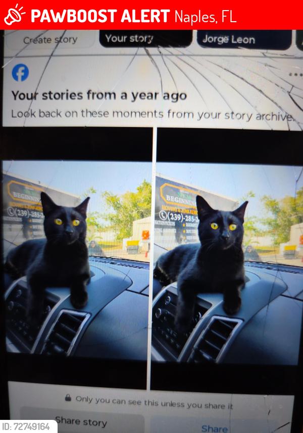 Lost Male Cat last seen Linwood ave, Naples, FL 34112