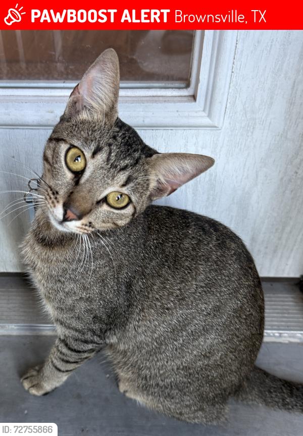 Lost Male Cat last seen Simons neighborhood , Brownsville, TX 78520