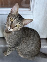Lost Male Cat last seen Simons neighborhood , Brownsville, TX 78520
