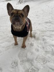 Lost Female Dog last seen jackson and airport blv, Vista Santa Rosa, CA 92274