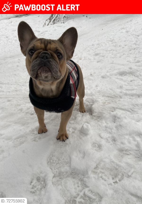 Lost Female Dog last seen jackson and airport blv, Vista Santa Rosa, CA 92274