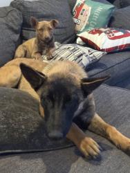Found/Stray Male Dog last seen 240th St E, Palmdale, CA 93550