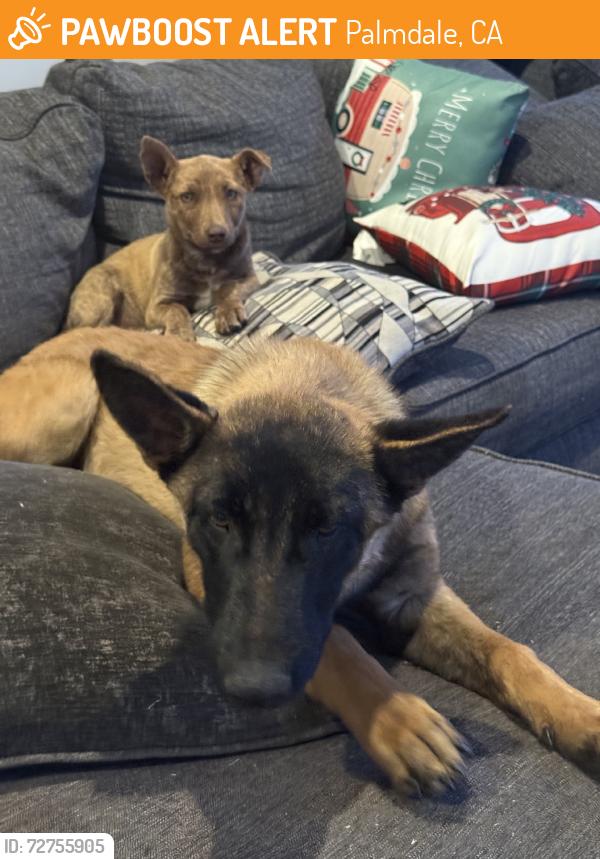 Found/Stray Male Dog last seen 240th St E, Palmdale, CA 93550