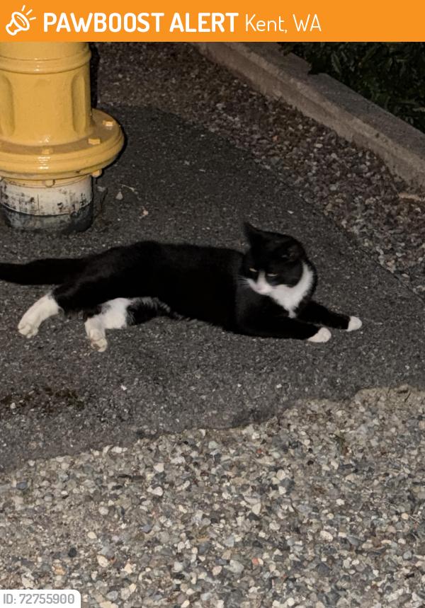Found/Stray Male Cat last seen On residential street, Kent, WA 98032
