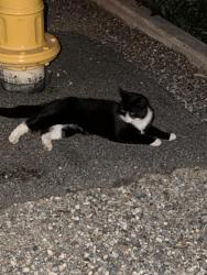 Found/Stray Male Cat last seen On residential street, Kent, WA 98032