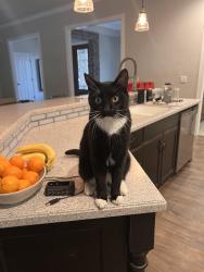 Lost Male Cat last seen Hurley & Shirk, Visalia, CA 93291