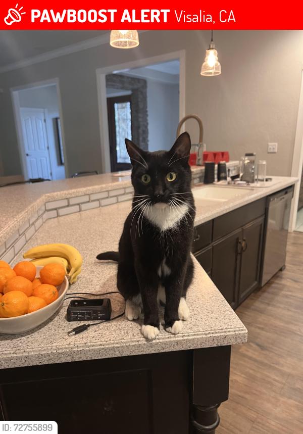 Lost Male Cat last seen Hurley & Shirk, Visalia, CA 93291