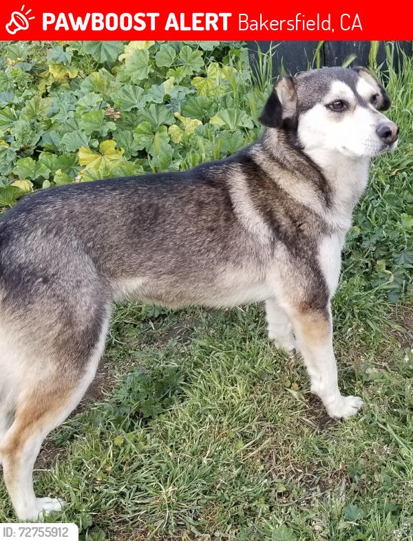 Lost Female Dog last seen Boys and girls club on beale ave, Bakersfield, CA 93305