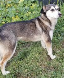 Lost Female Dog last seen Boys and girls club on beale ave, Bakersfield, CA 93305