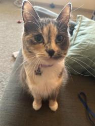 Lost Female Cat last seen By the clubhouse in trails at Rockwell , Oklahoma City, OK 73142