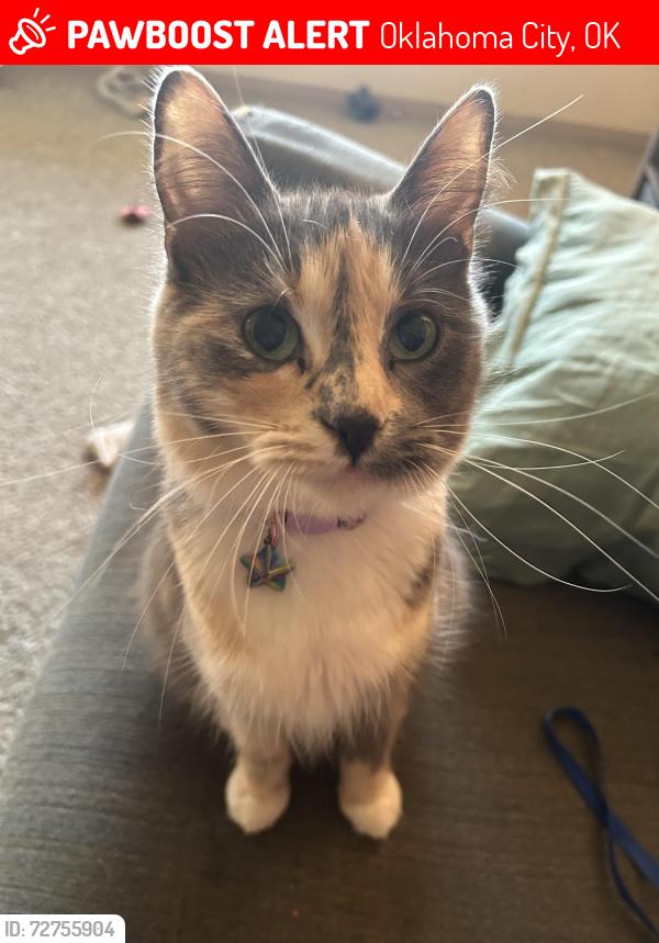 Lost Female Cat last seen By the clubhouse in trails at Rockwell , Oklahoma City, OK 73142