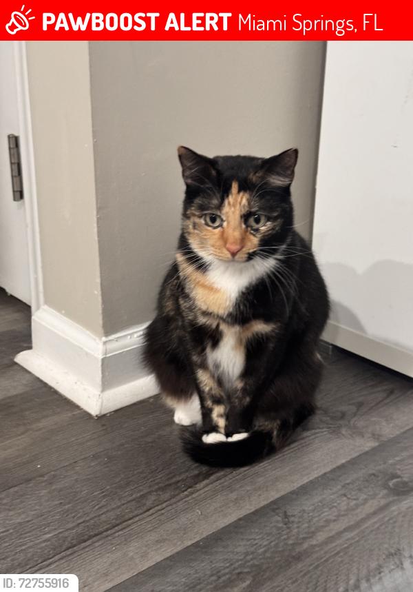Lost Female Cat last seen Near Esplanade dr, Miami Springs, FL 33166