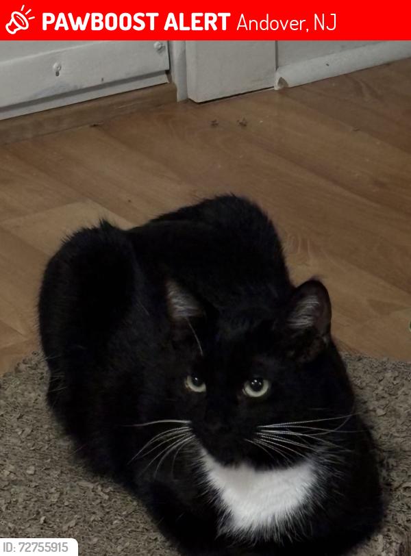 Lost Female Cat last seen Maple Ave , Andover, NJ 07821