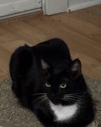 Lost Female Cat last seen Maple Ave , Andover, NJ 07821
