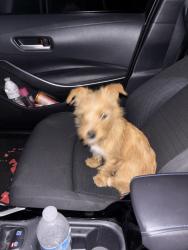 Found/Stray Unknown Dog last seen Antelope Mall, Palmdale, CA 93551
