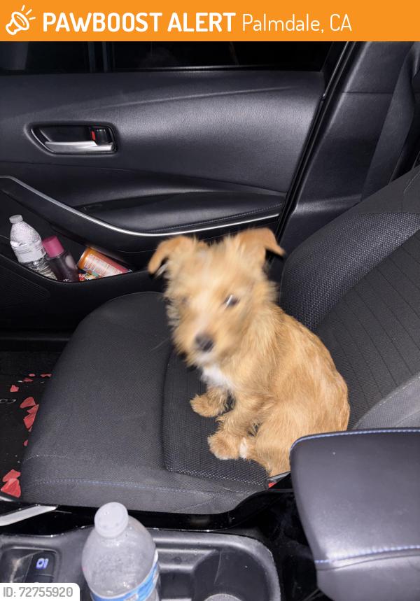 Found/Stray Unknown Dog last seen Antelope Mall, Palmdale, CA 93551