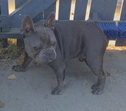 Lost Male Dog last seen Vermont and gage, Los Angeles, CA 90044