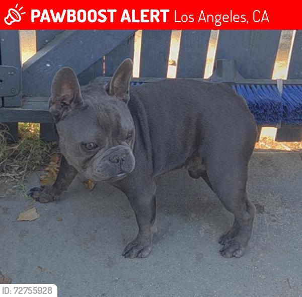 Lost Male Dog last seen Vermont and gage, Los Angeles, CA 90044