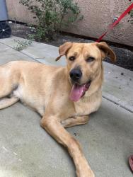 Found/Stray Male Dog last seen Saybrook & Stratford near Cascades apmts , Fresno, CA 93720