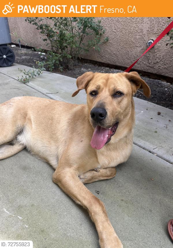 Found/Stray Male Dog last seen Saybrook & Stratford near Cascades apmts , Fresno, CA 93720
