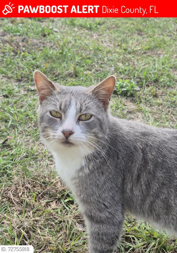 Lost Male Cat last seen Near north east 159th ave old town florida 32680, Dixie County, FL 32680