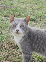 Lost Male Cat last seen Near north east 159th ave old town florida 32680, Dixie County, FL 32680