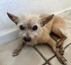 Lost Female Dog last seen Glenn Ave and Tucson Ave , Modesto, CA 95358