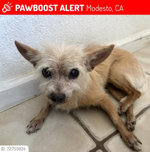 Lost Female Dog last seen Glenn Ave and Tucson Ave , Modesto, CA 95358