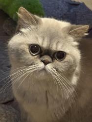 Lost Female Cat last seen Andresen, Vancouver, WA 98665
