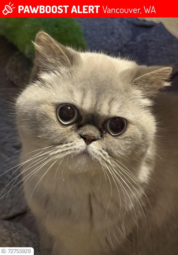 Lost Female Cat last seen Andresen, Vancouver, WA 98665