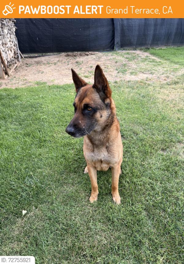 Found/Stray Male Dog last seen Vivienda Ave & Grand Terrace , Grand Terrace, CA 92313