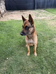 Found/Stray Male Dog last seen Vivienda Ave & Grand Terrace , Grand Terrace, CA 92313