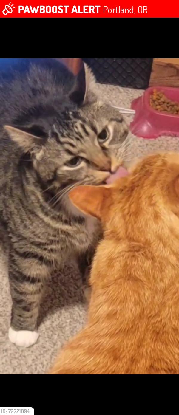 Lost Male Cat last seen 108th and Powell , Portland, OR 97266